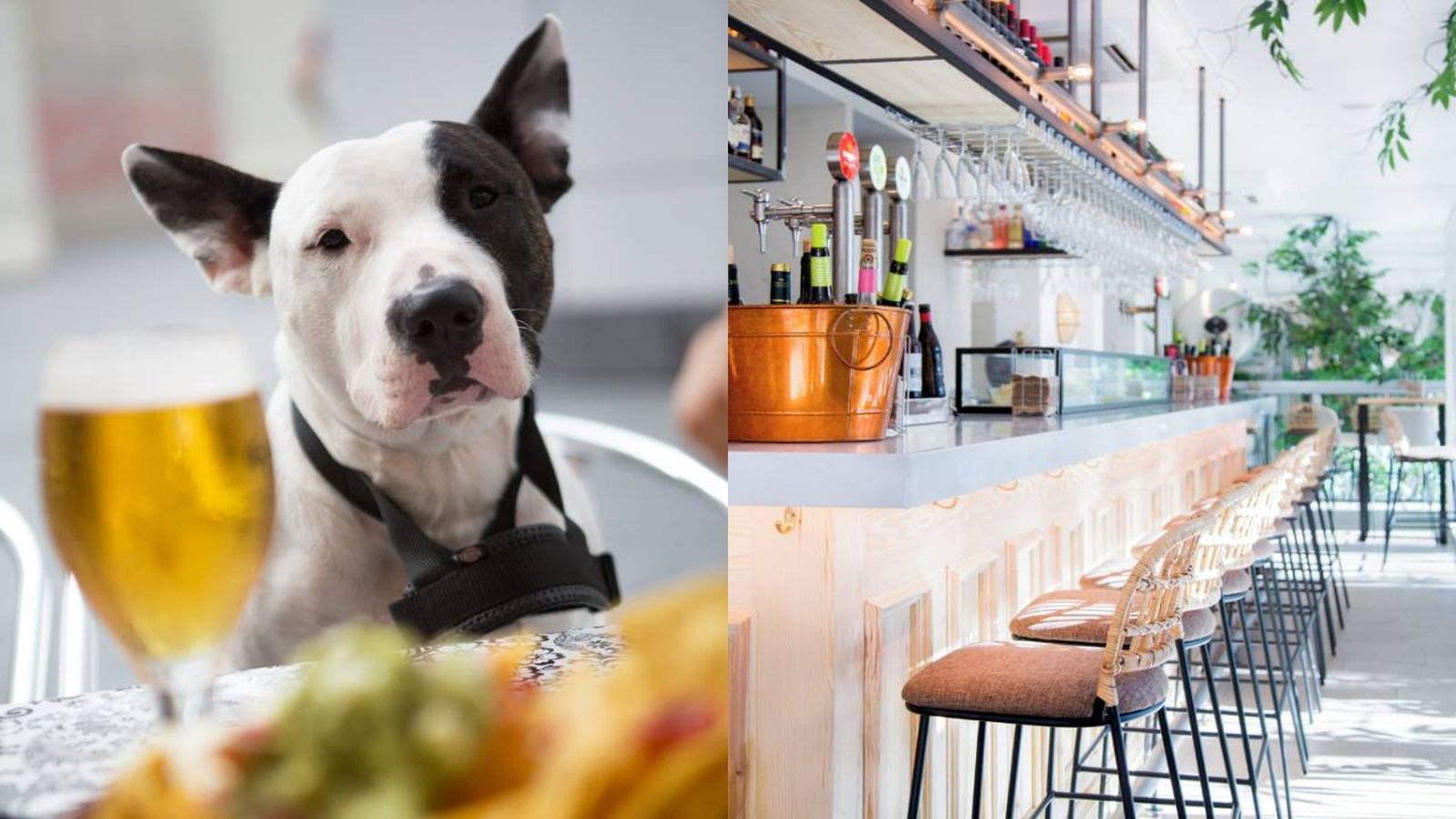 bares dogfriendly para ir de tapas con tu perro por madrid