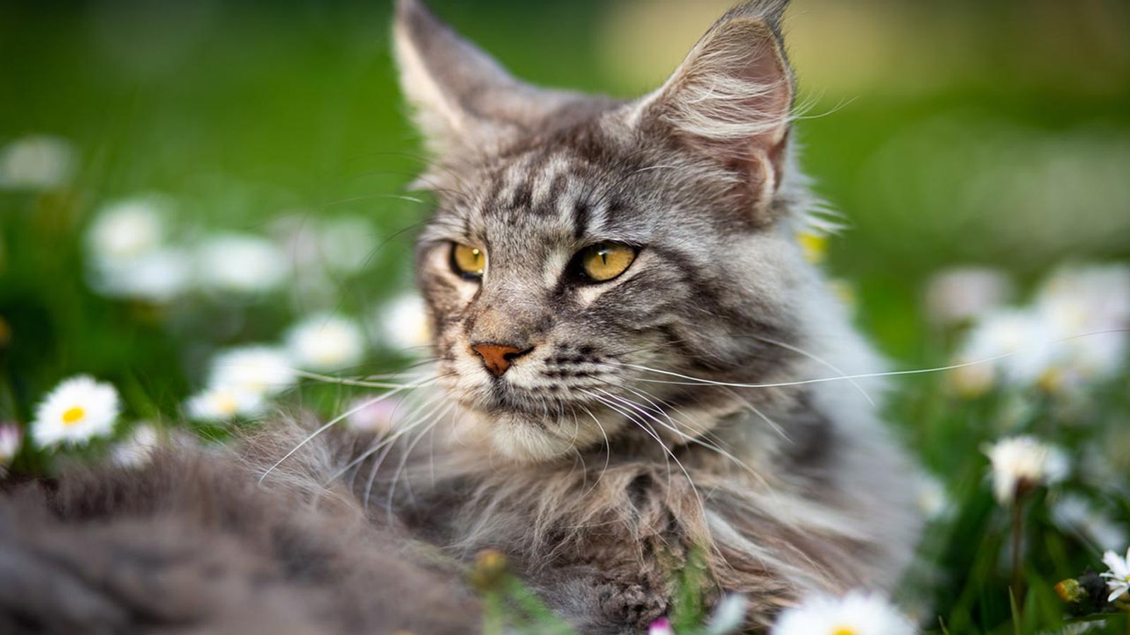maine coon