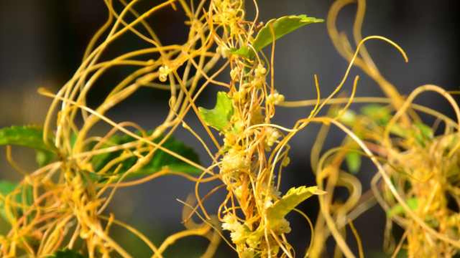 Cuscuta spp.