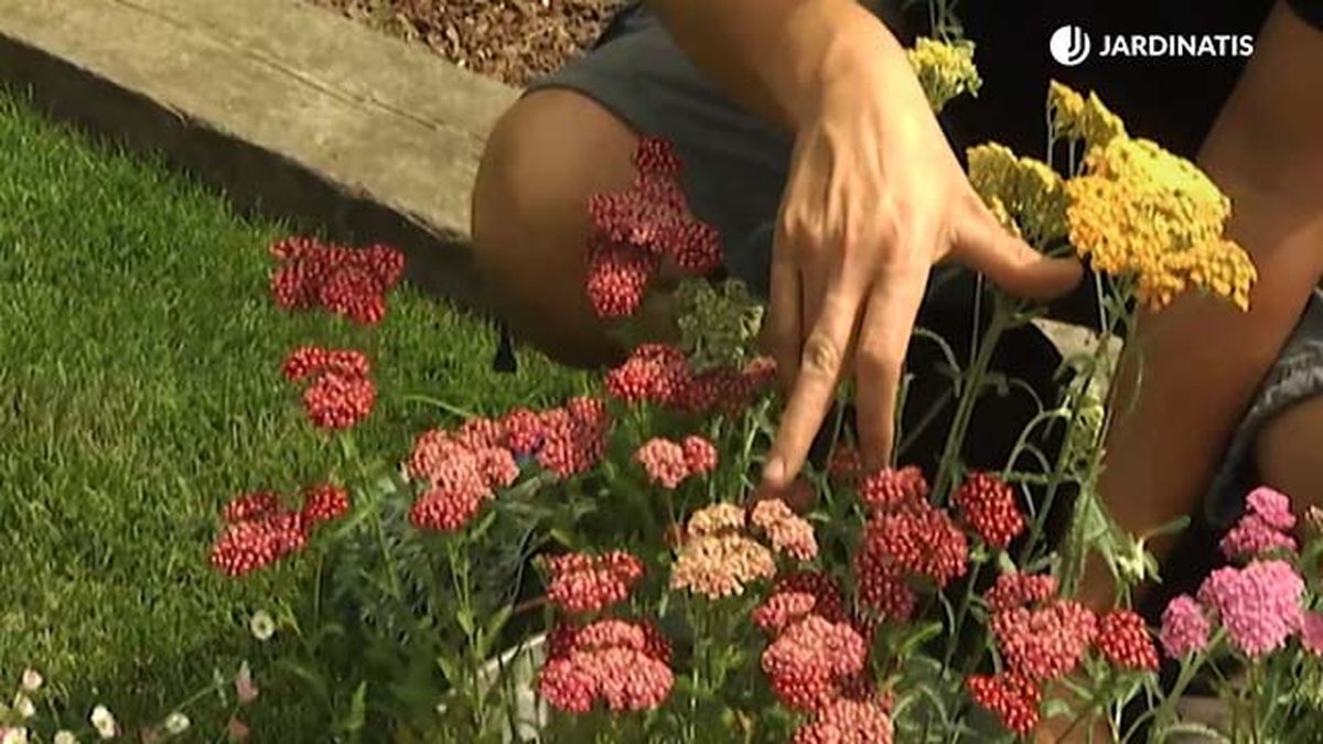 diferentes tonaldiades de milenramas brico 658 jardin