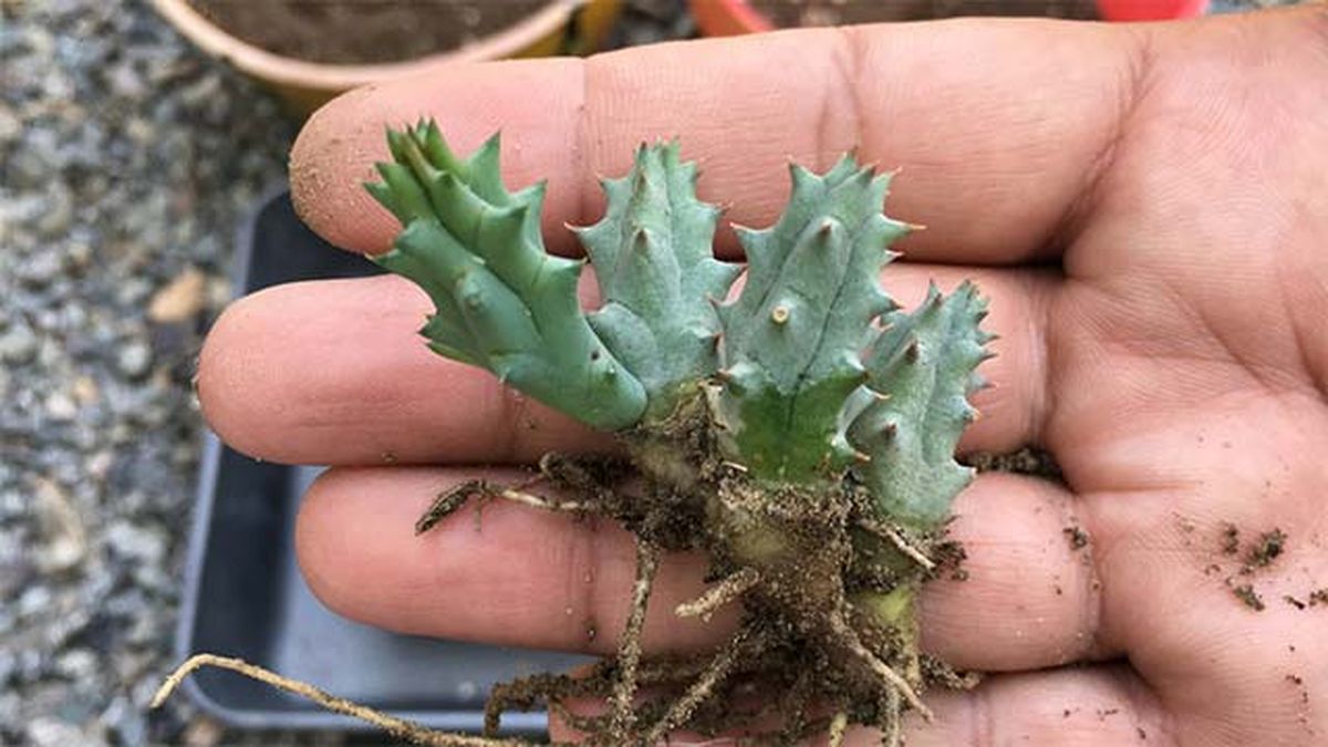 esqueje Stapelia variegata