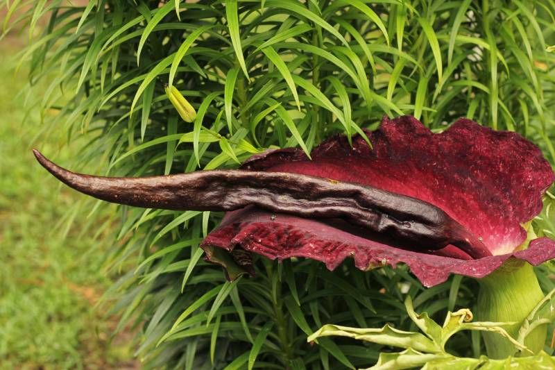 Se caracteriza por tener una espata de color púrpura oscuro que envuelve su floración.