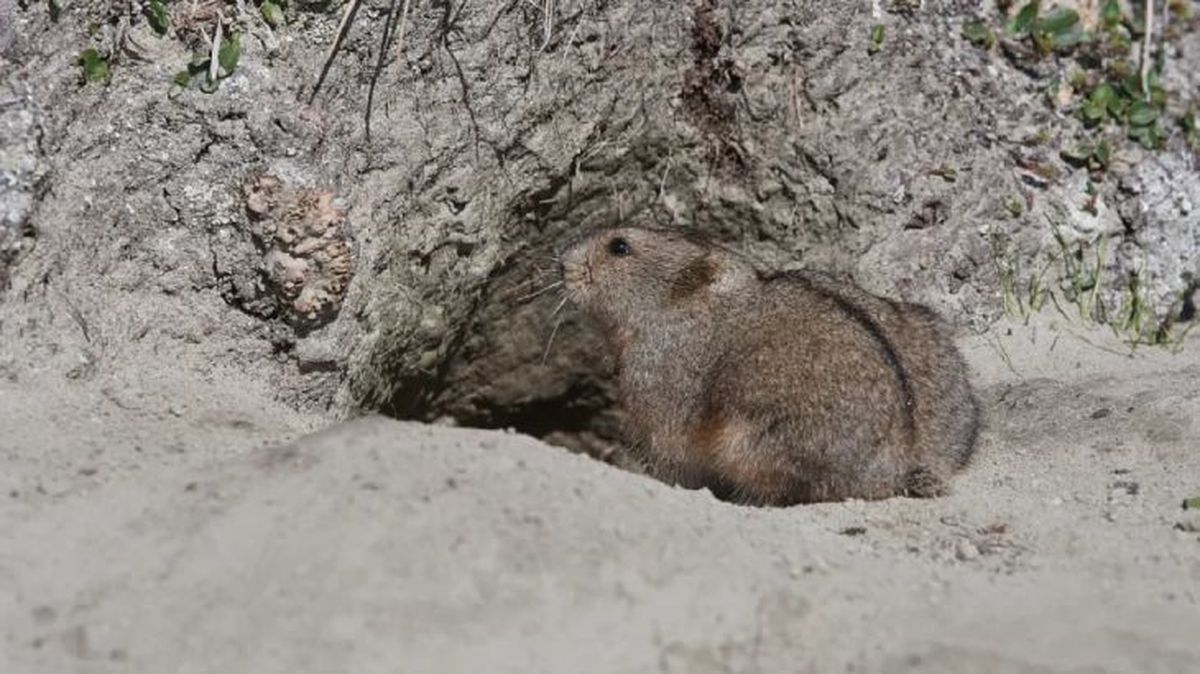 animales que empiezan por u ungava