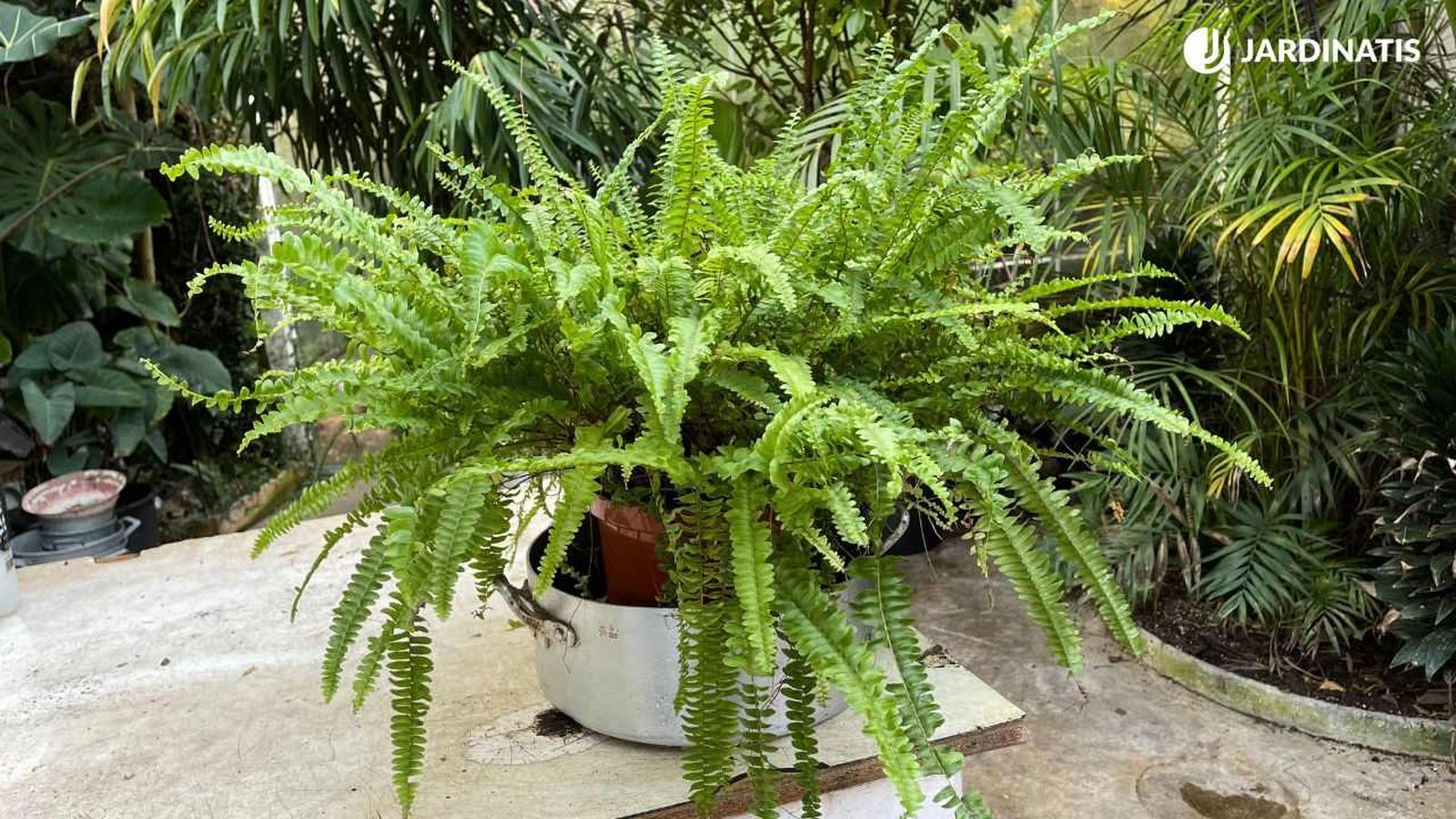 Frondes del Nephrolepis exaltata
