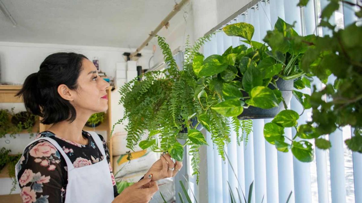 Mujer junto al helecho de Boston y potos