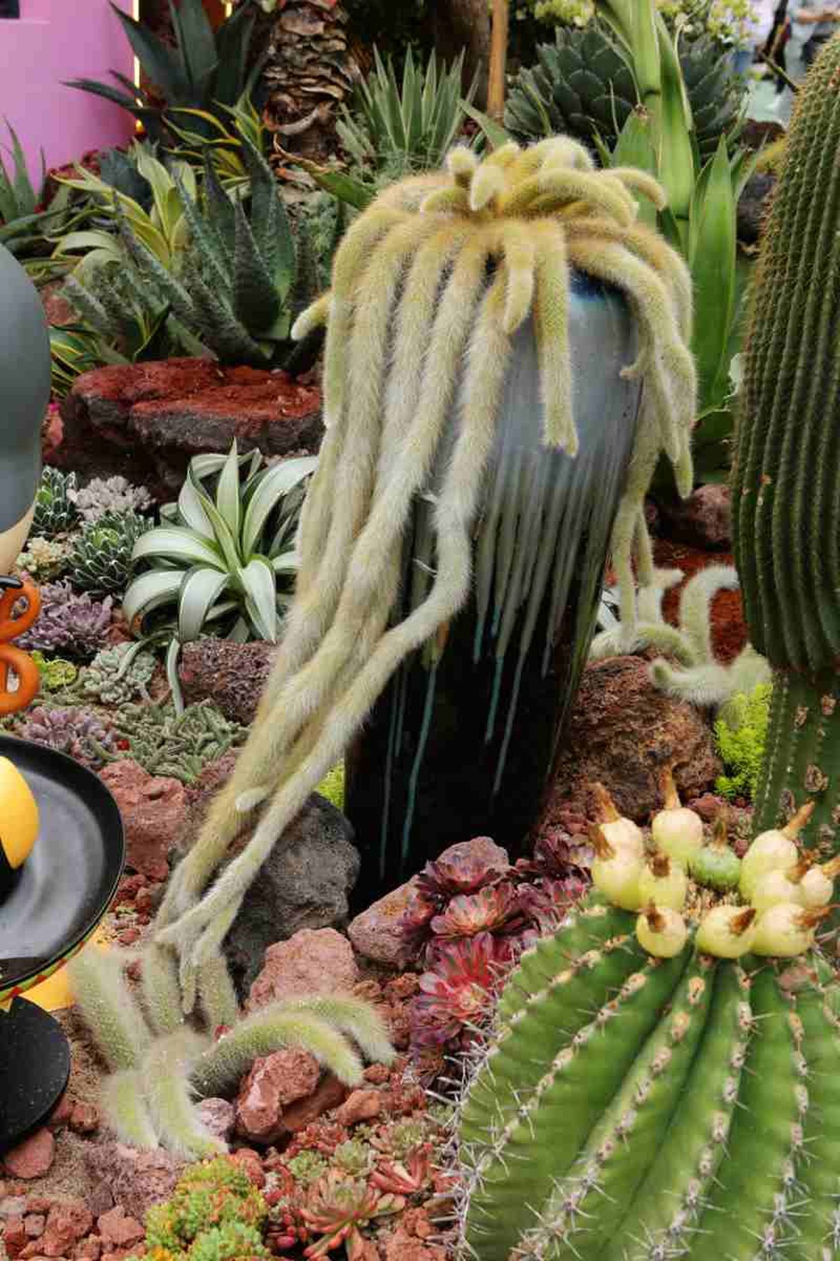 El cactus cola de mono puede llegar a medir 2 metros de largo.