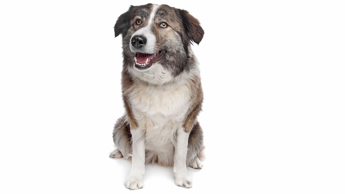 9 razas perro Africa Aidi