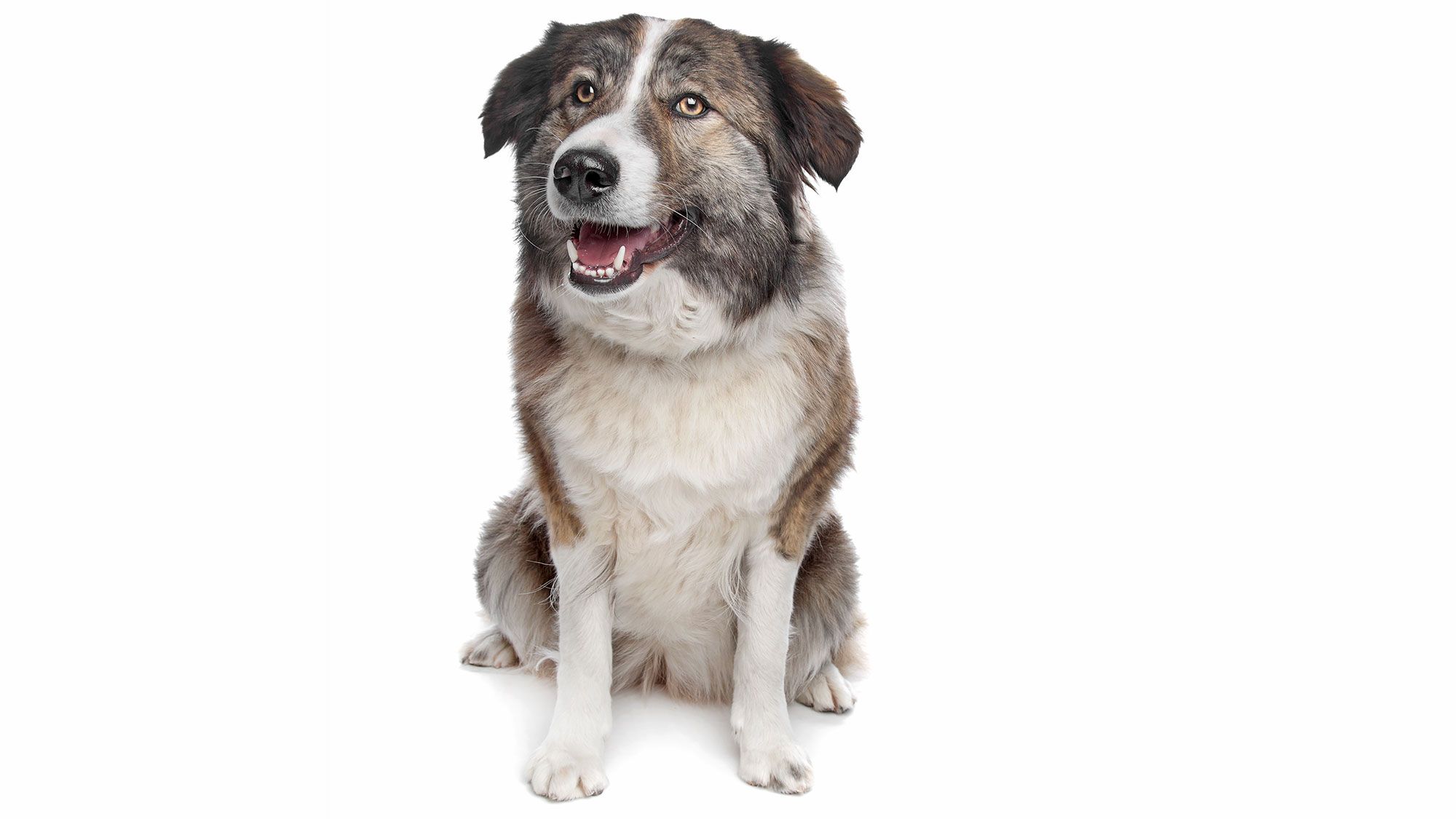 9 razas perro Africa Aidi
