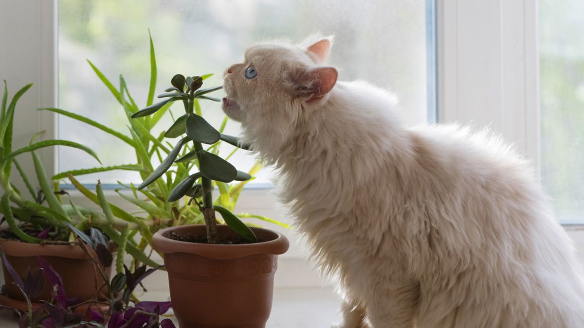 gato mordisqueando una planta de interior