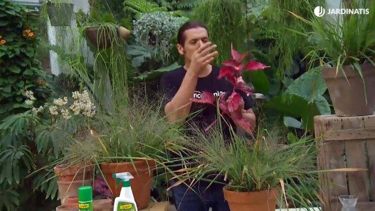 Iñigo Segurola con una planta Iresine y erargostis