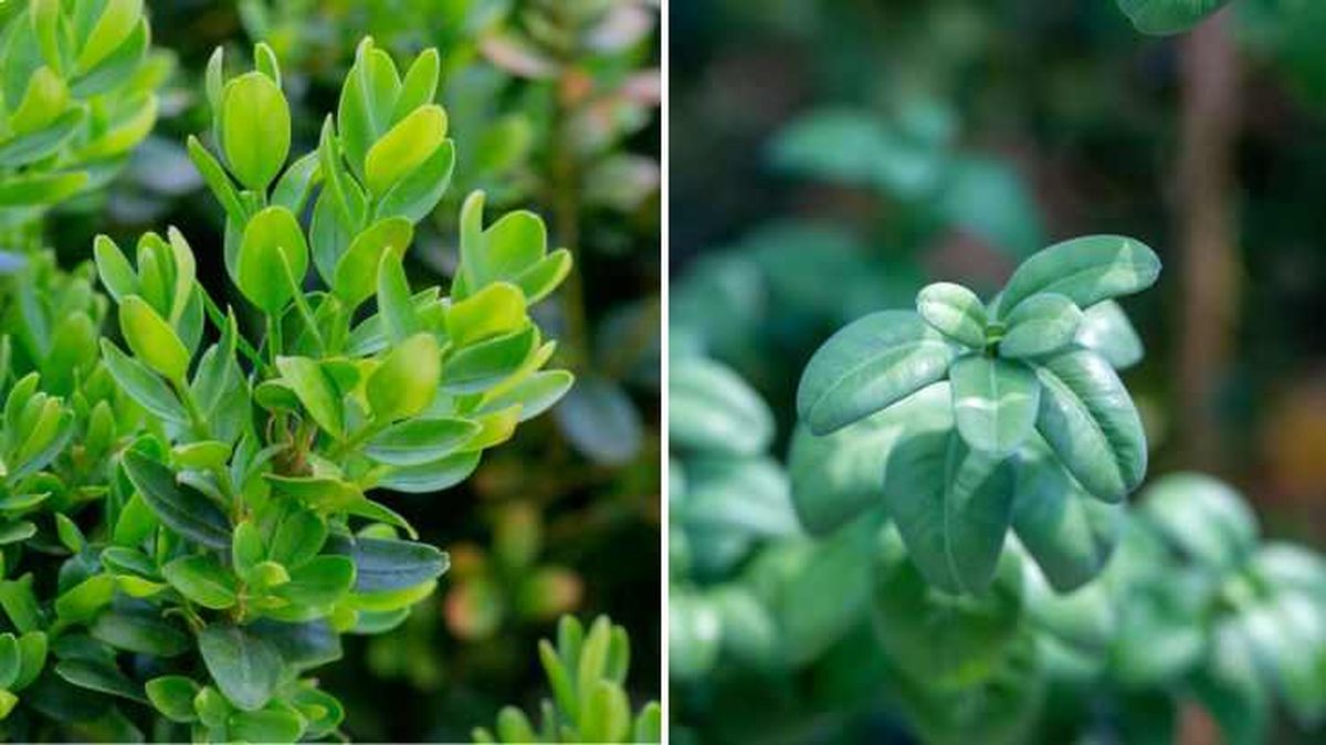 hojas buxus sempervirens buxus balearica