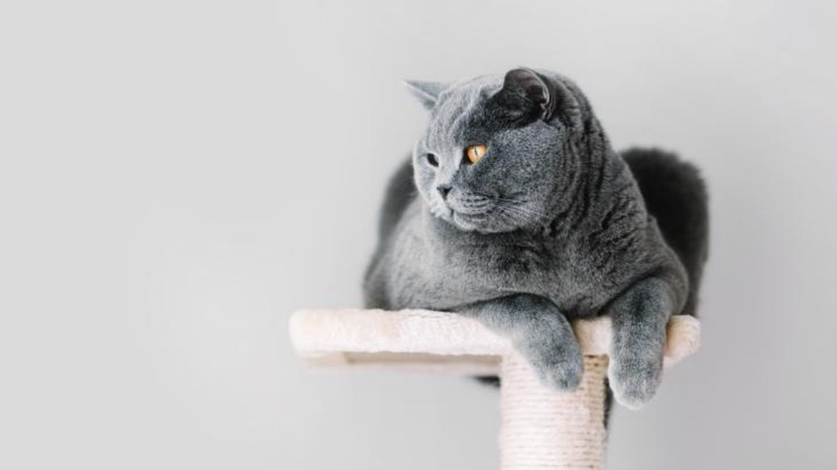 Los árboles de rascado para gatos son accesorios realmente útiles.