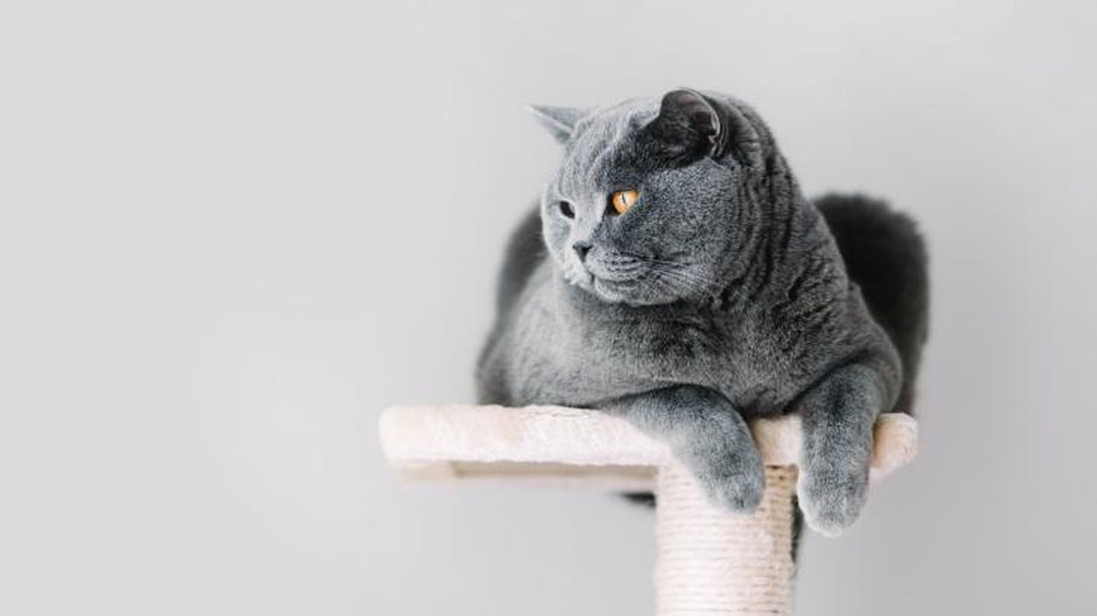 Los árboles de rascado para gatos son accesorios realmente útiles.