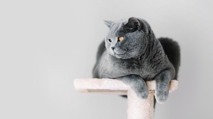 Los árboles de rascado para gatos son accesorios realmente útiles.