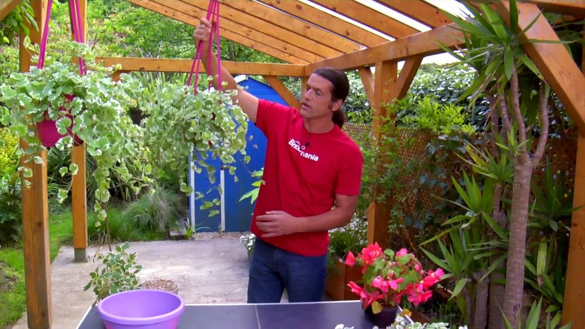 brico 794 jardin plantas colgantes verano Glechoma hederacea variegata