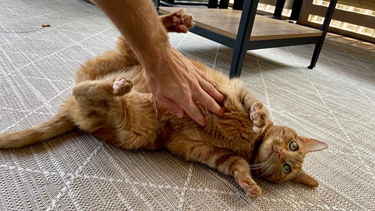 formas gato demuestra carino 8