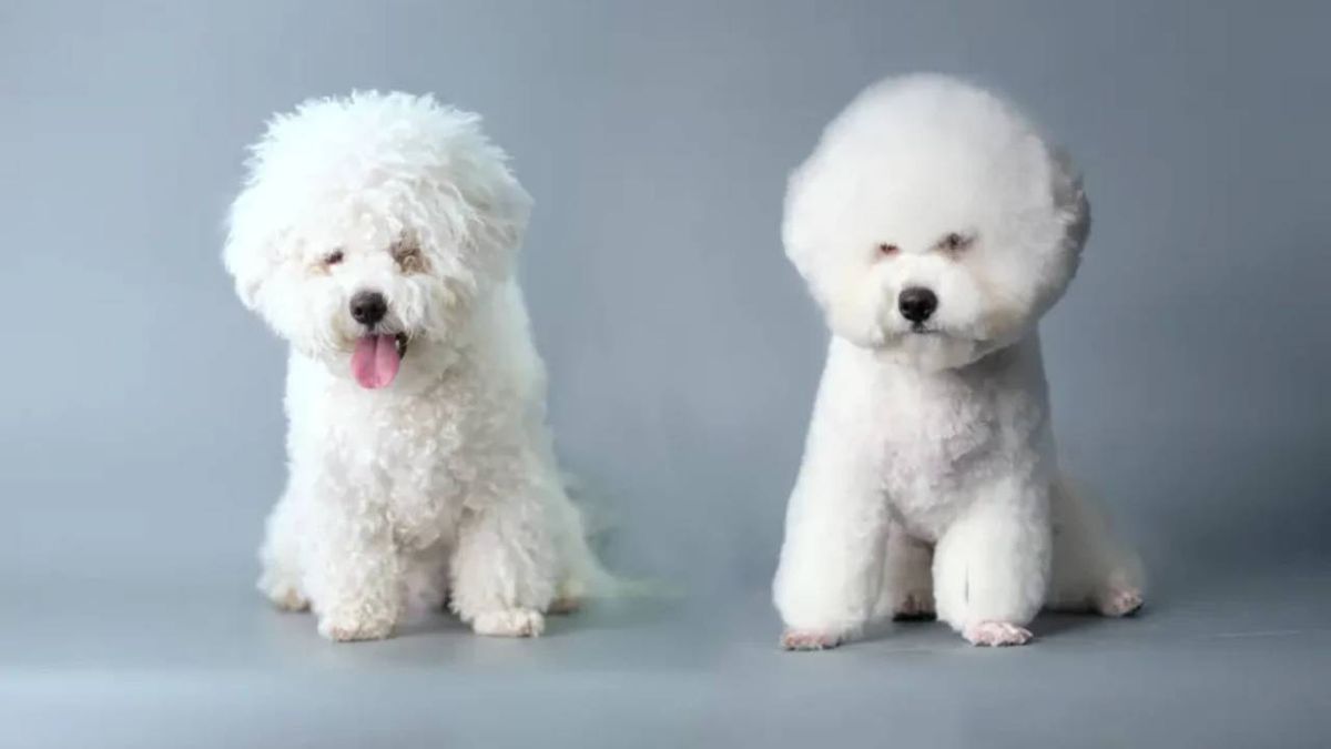 cortadores de pelo para perros 11