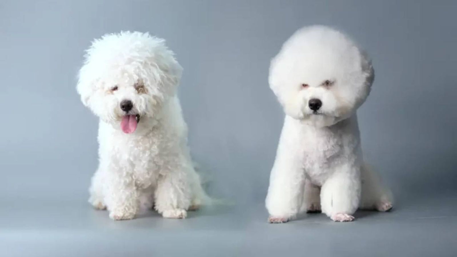 cortadores de pelo para perros 11