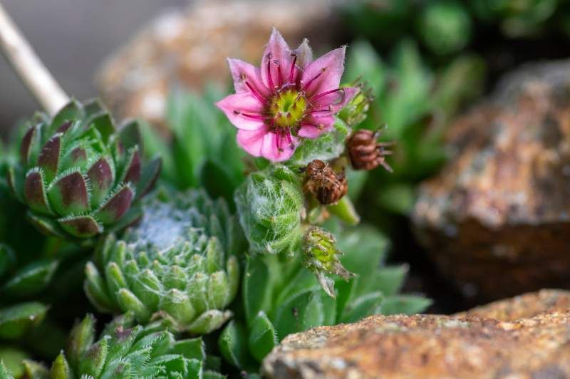 Flor de la Sempervivum arachnoideum