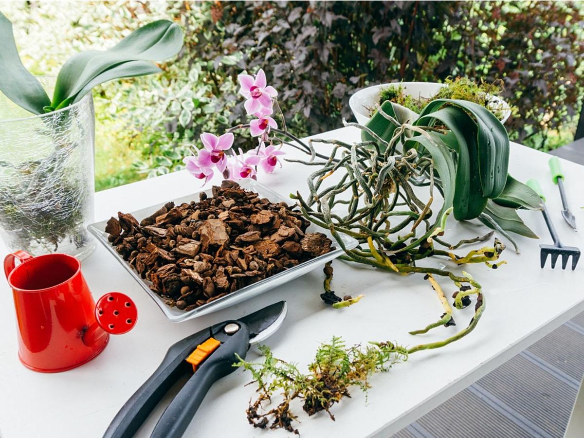El pH óptimo para la mayoría de orquídeas suele estar entre 5.5 y 6.5.