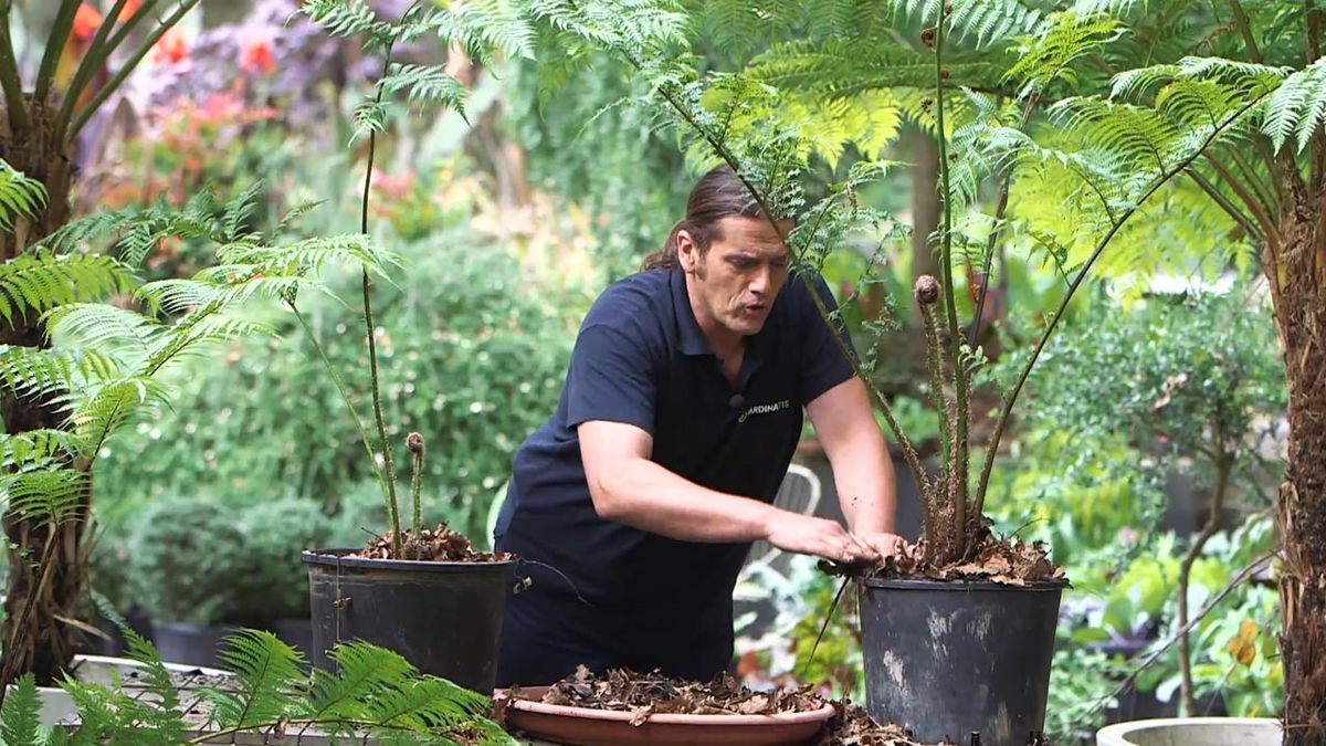 brico 1006 como promover el desarrollo helechos arboreos