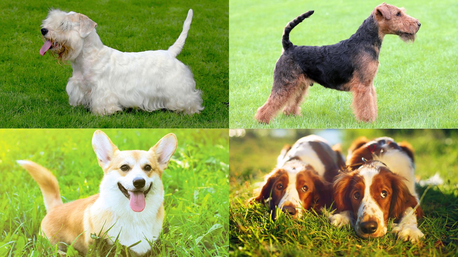 razas perros origen gales