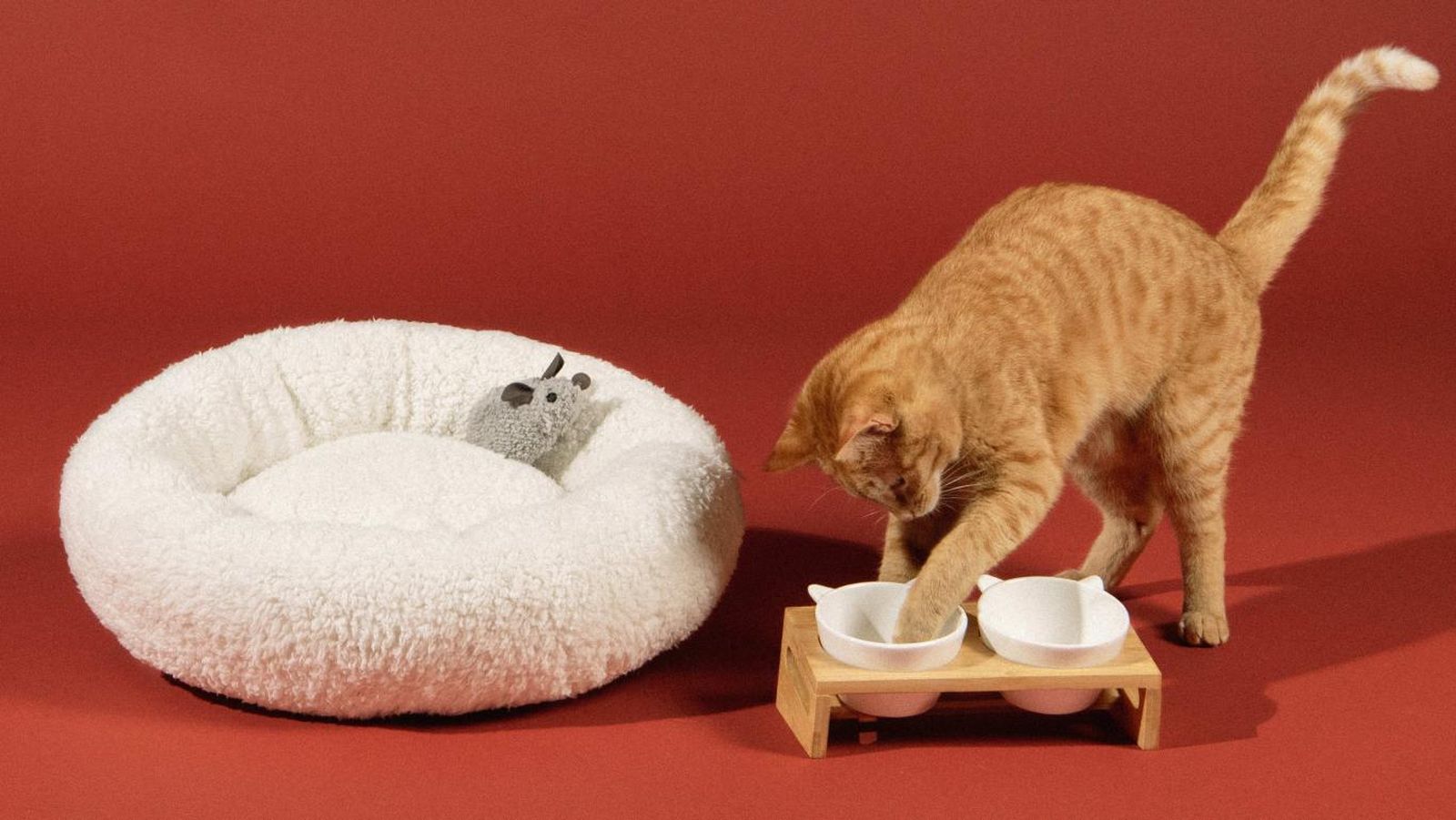 Gato naranja jugando con el comedero Miaou Miaou.