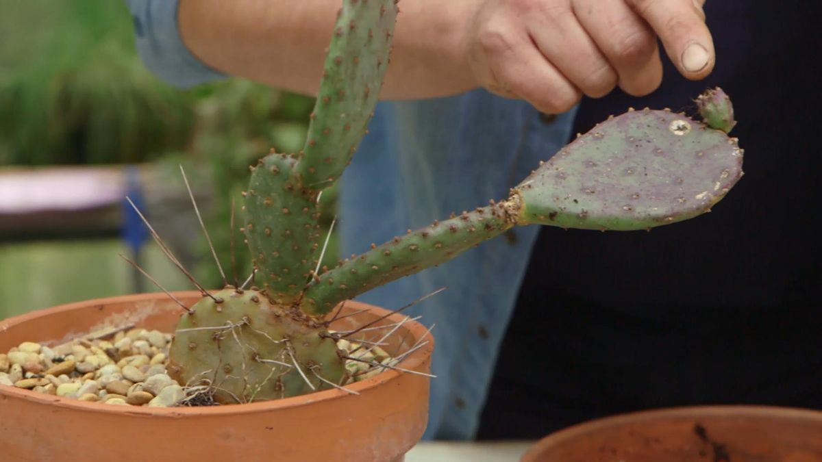 969 opuntias varied pinchos grandes