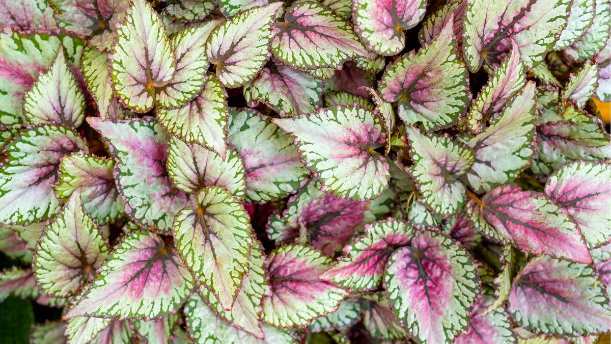 Begonia rex