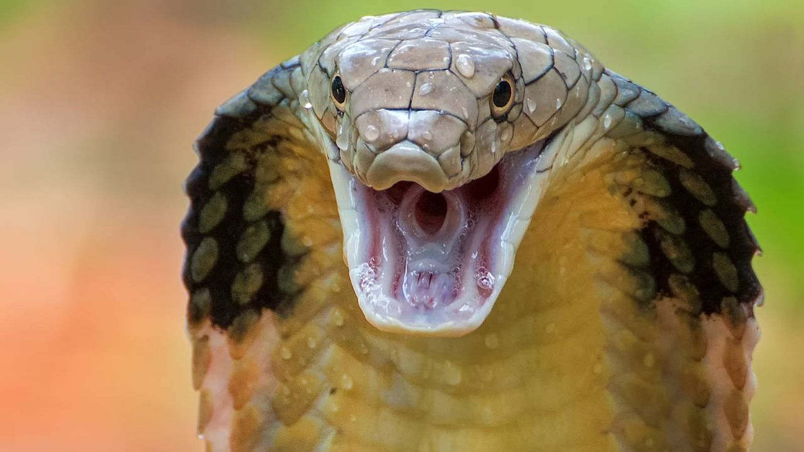 cobra real serpiente venenosa mas grande del mundo