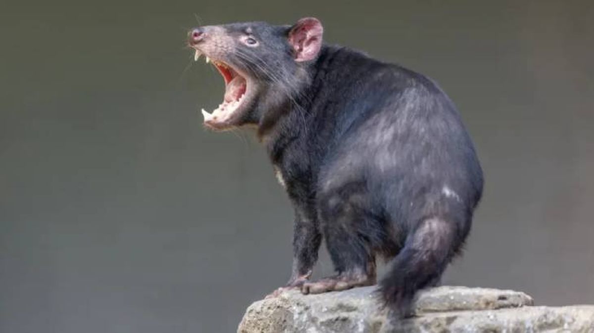animales australianos diablo de tasmania (1)