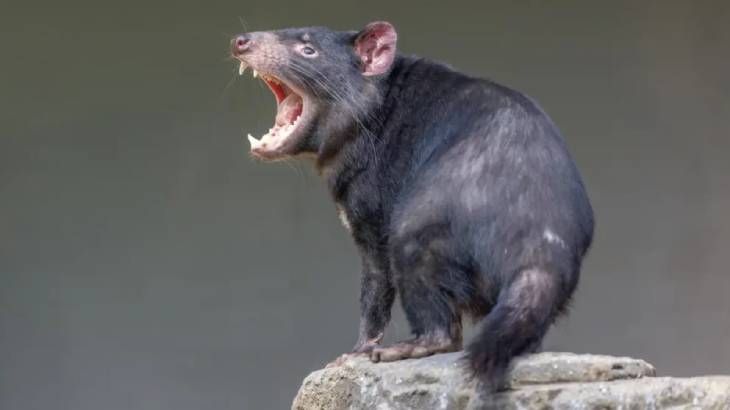 animales australianos diablo de tasmania (1)