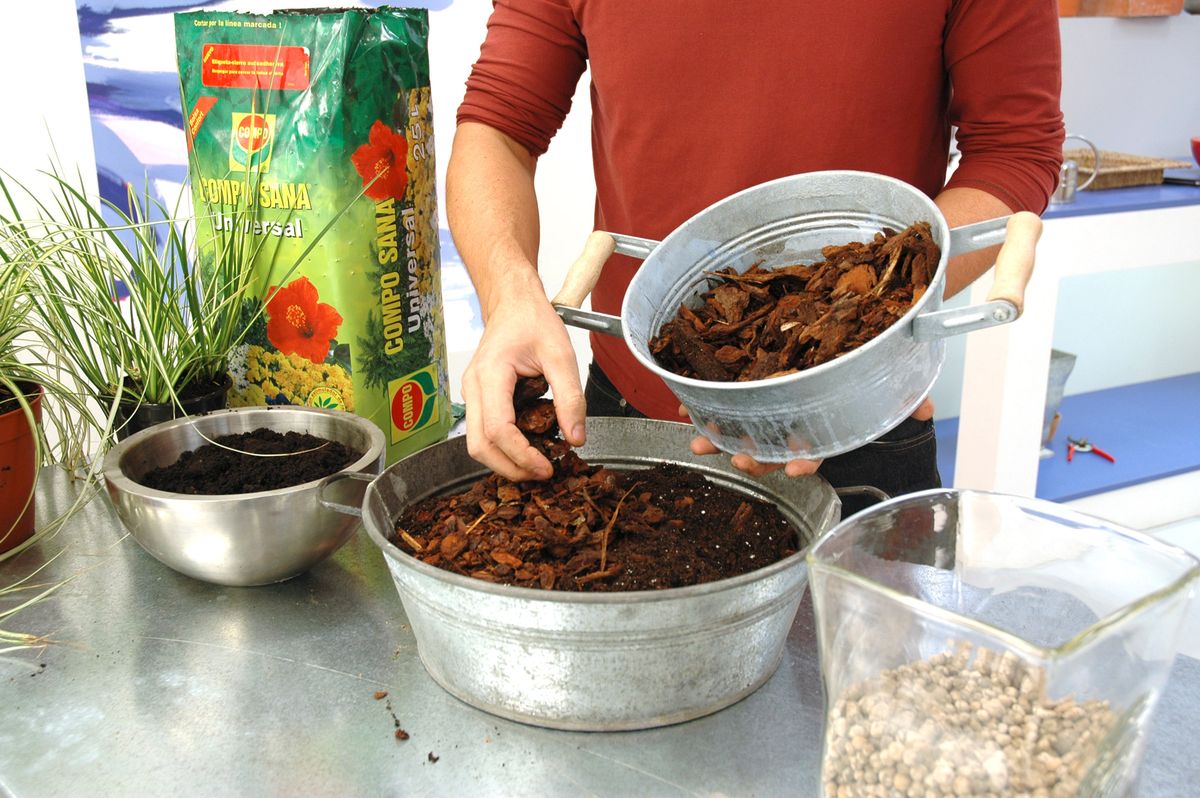 Plantar en jarrones de cristal P2