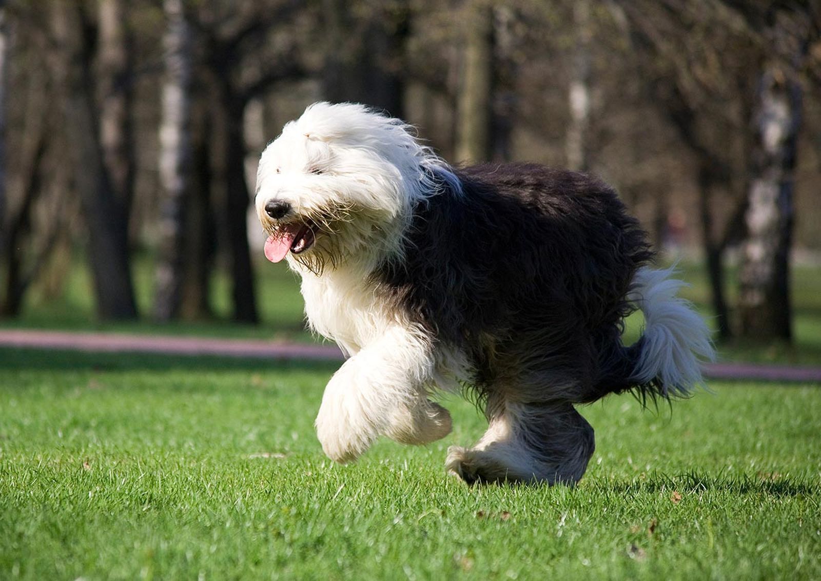 mascotas perros raza bobtail 4