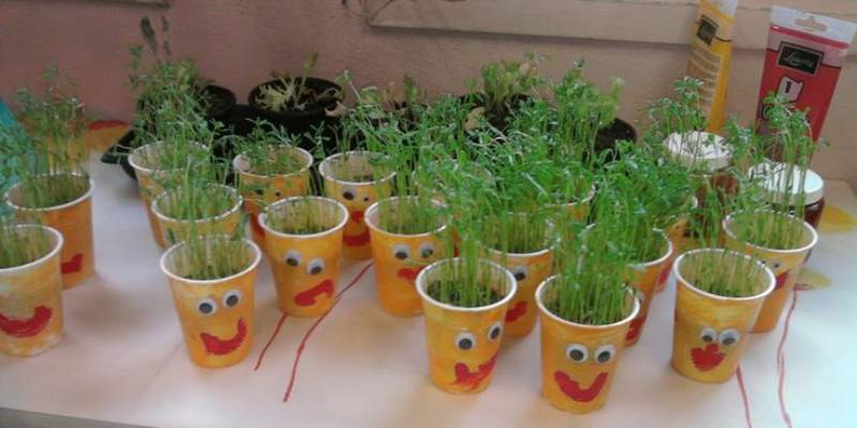 Hierbas aromáticas en vasos de plástico / Pinterest