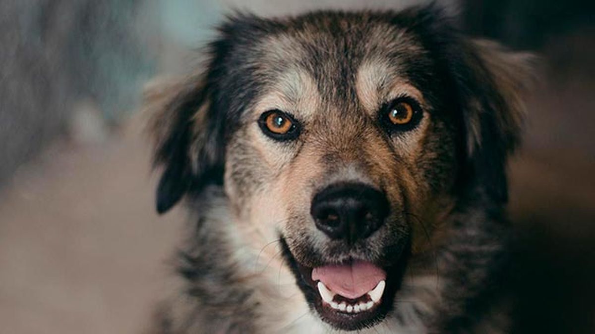 vision canina 2 perro observando fijamente