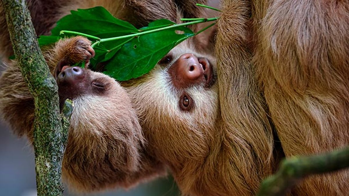 oso perezoso 1 pareja rama