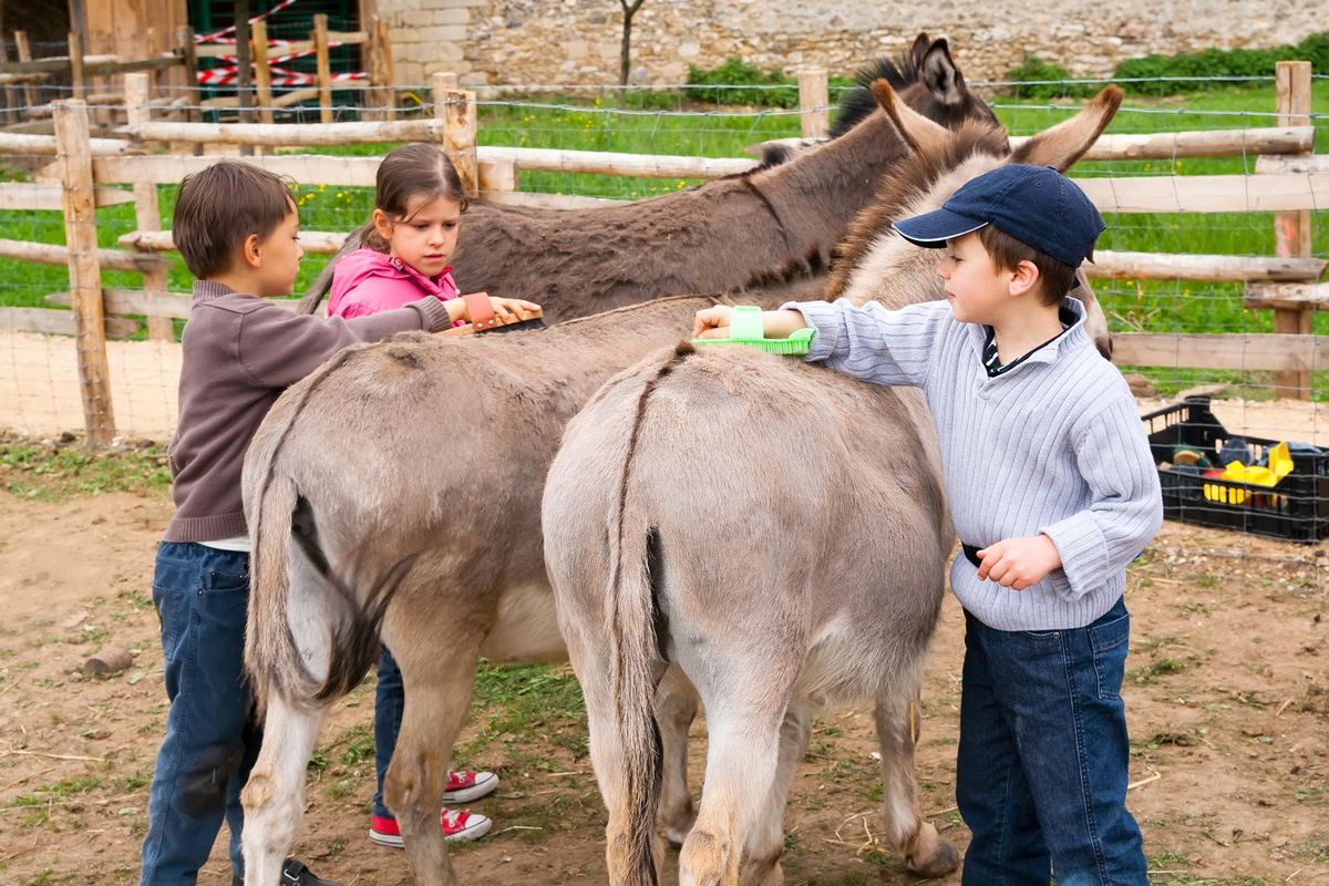 mascotas asnoterapia terapia burros