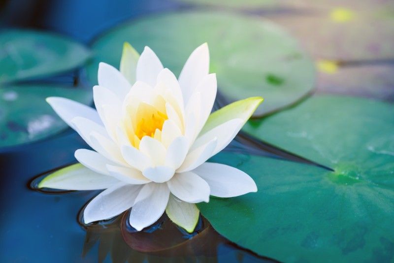 La flor de loto blanca.