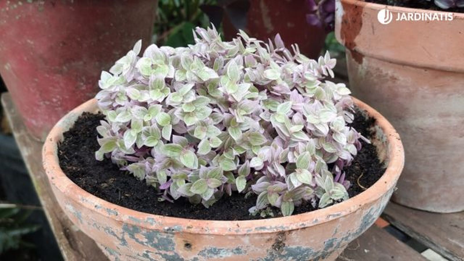 Callisia repens pink lady