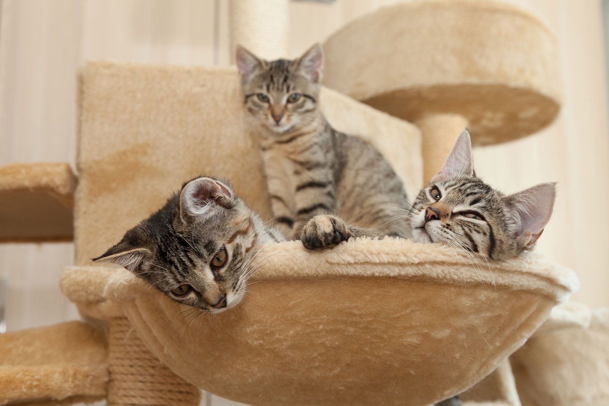 mascotas rascadores gatos razones