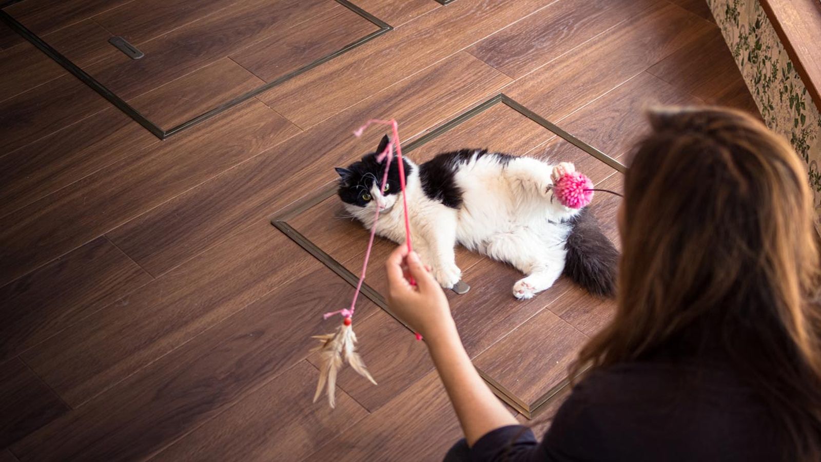 cafe de gatos bilbao