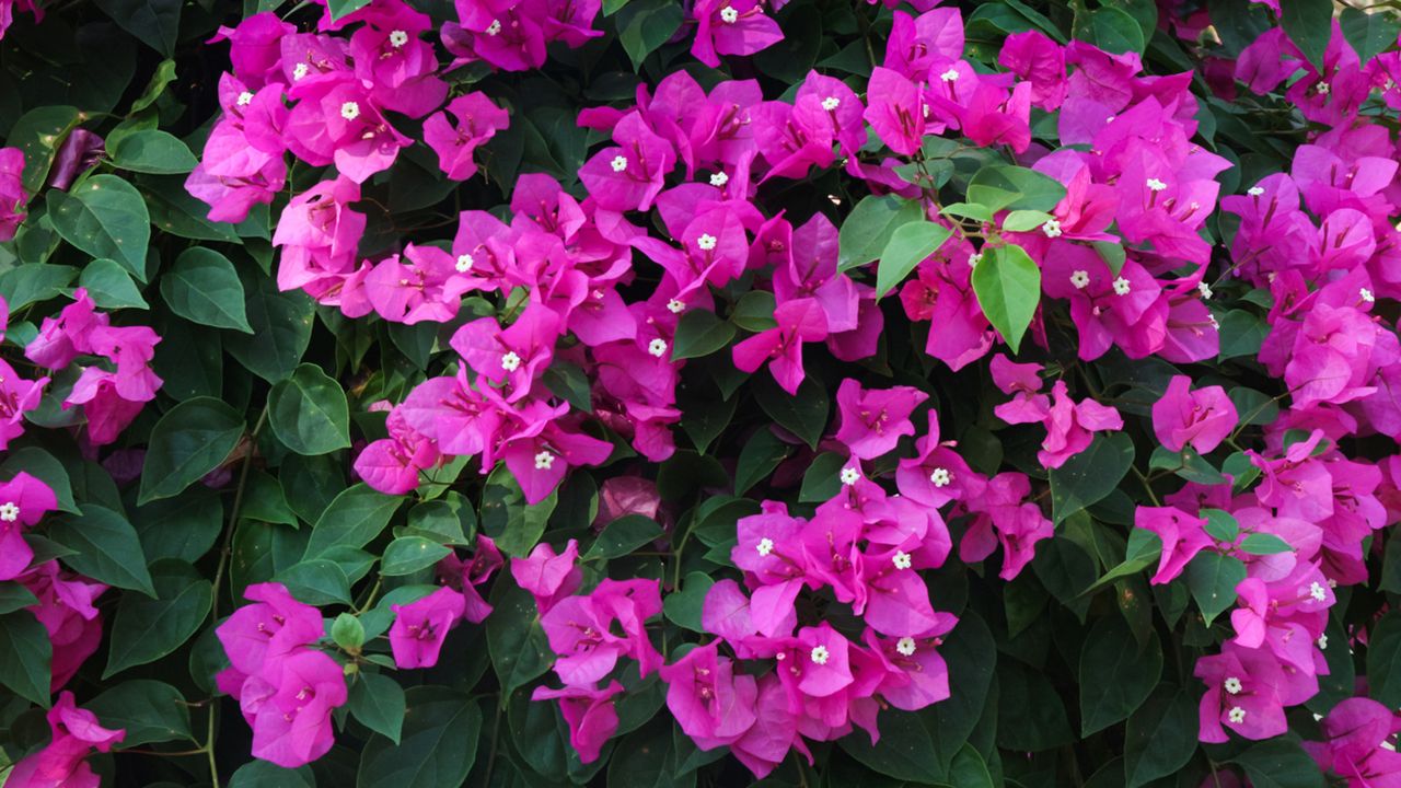 buganvilla glabra