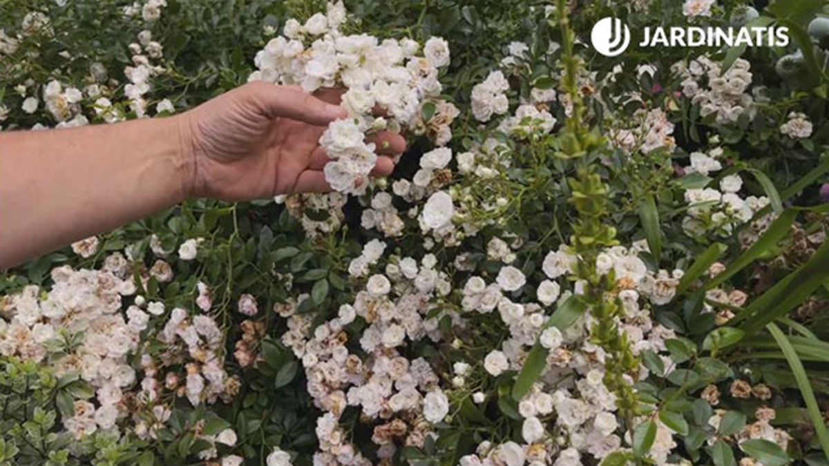 rosa the fairy planta flor para decorar jardin en gris blanco xl