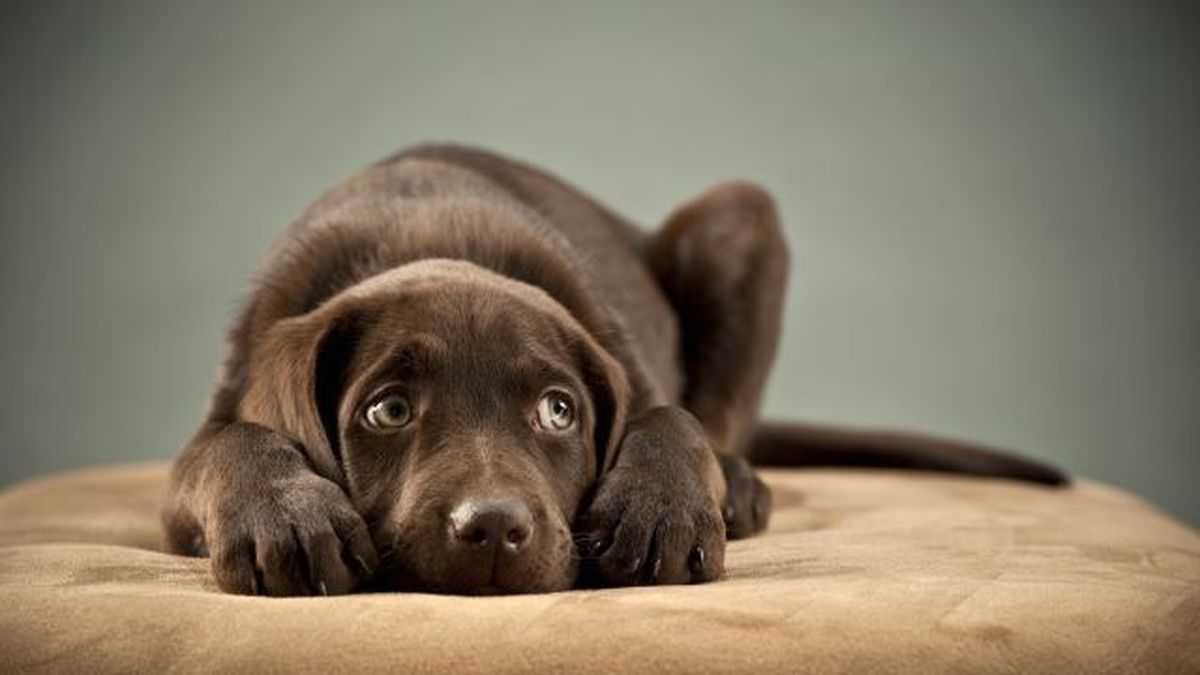 como pasear a un perro miedoso 2