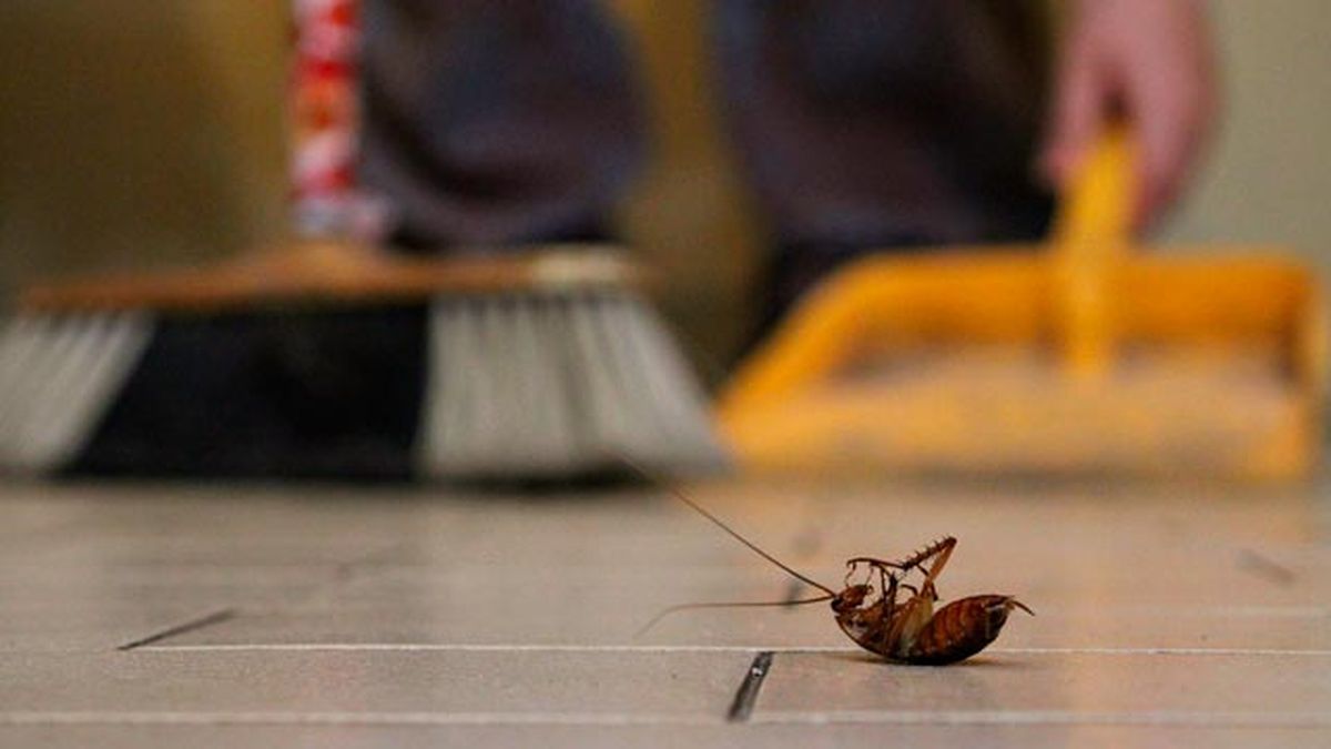 como evitar la aparicion de plagas insectos en casa consejos