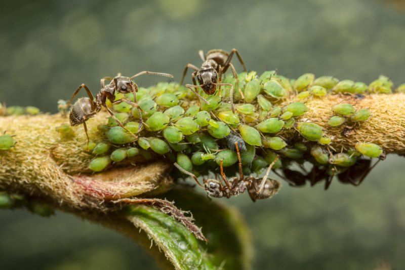 Las hormigas son una señal de la presencia de pulgón en las plantas