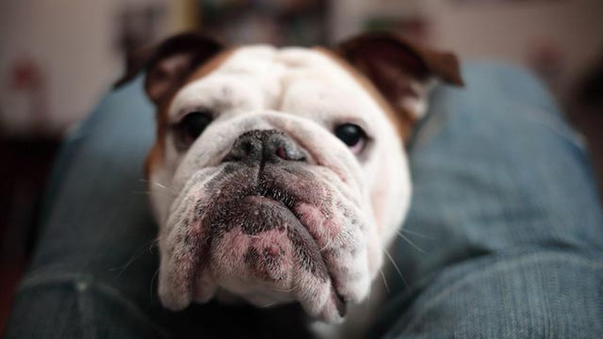 perros senal personas sordas 5