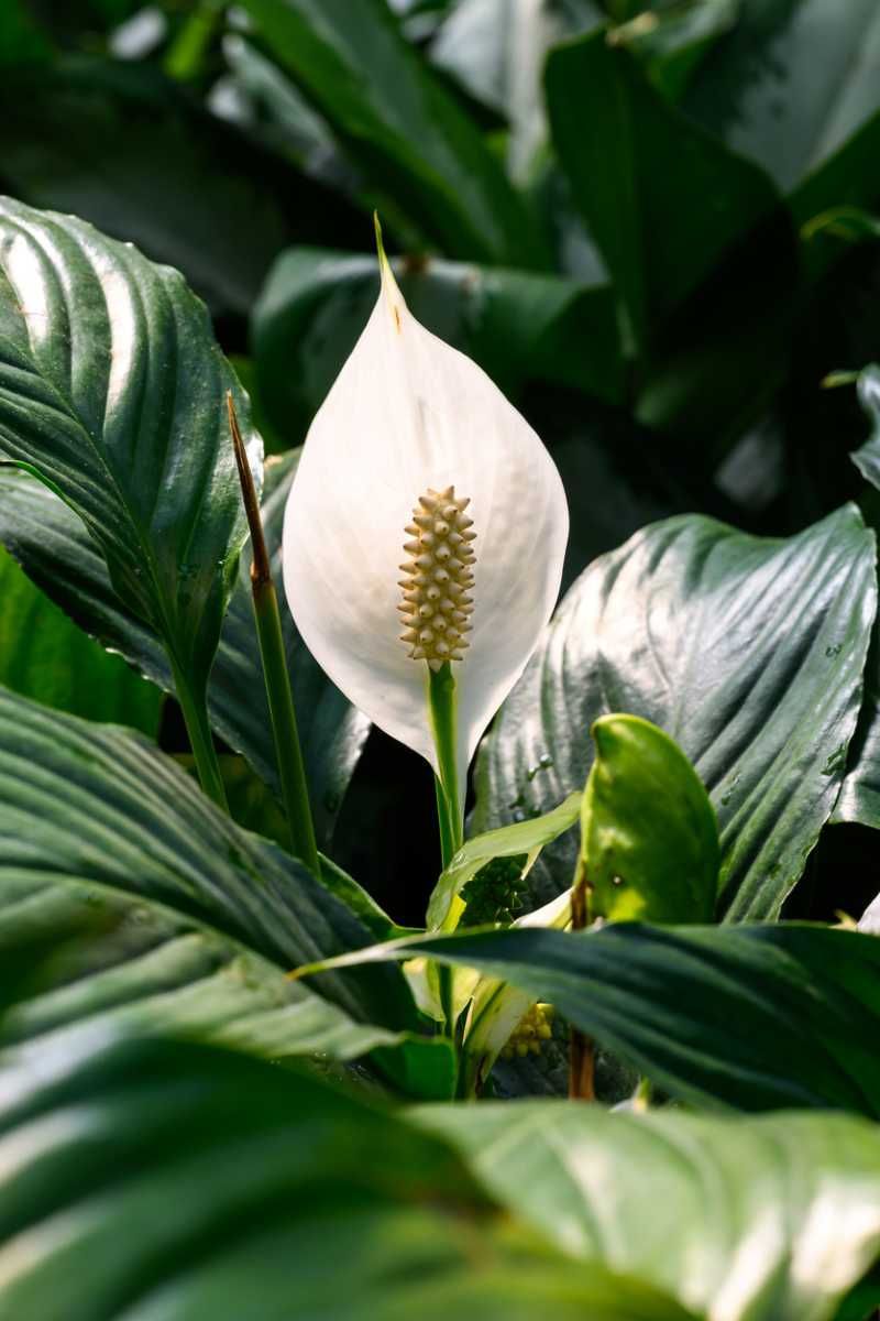 Espata blanca de la Cuna de Moisés