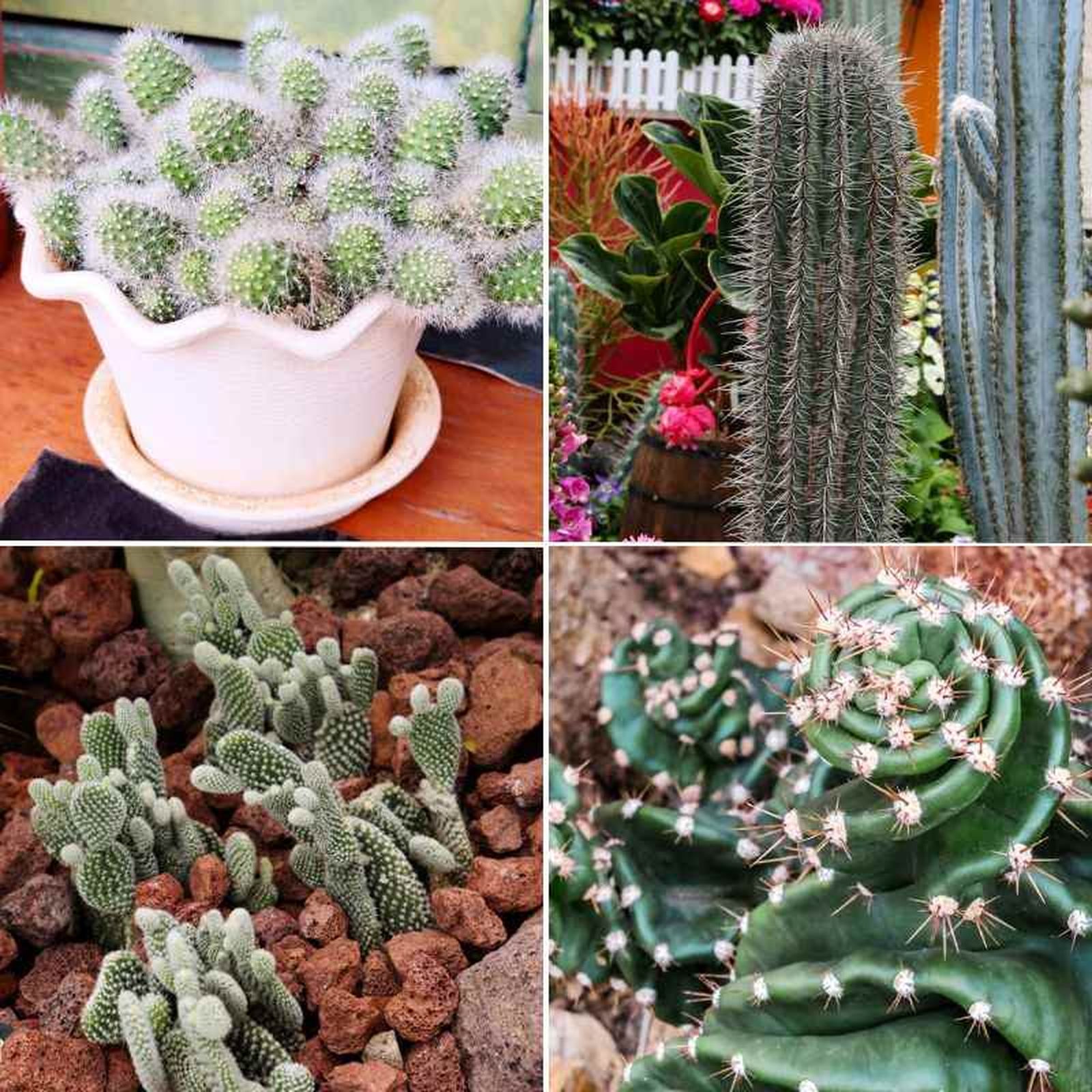 Estrella dorada, cardon gigante, Opuntia microdasys y Cereus peruvianus.